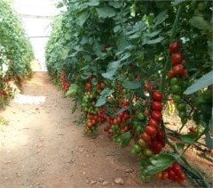 Alyürek F1 Salkım Domates Fidesi