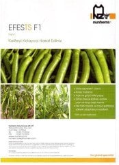 Efests F1 Sivri Biber Fidesi