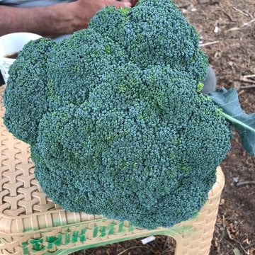 Vole F1 Brokoli Tohumu 2500 Adet