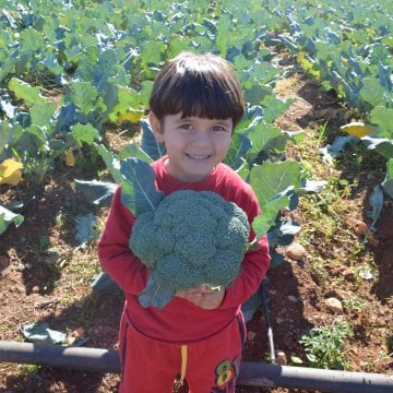 Vole F1 Brokoli Tohumu 2500 Adet