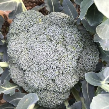 Vole F1 Brokoli Tohumu 2500 Adet