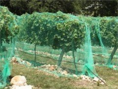 Kuştan Koruma Ağı İntermas Birdnet