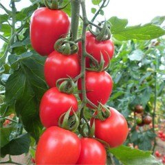 Seyit F1 Kokteyl Domates Tohumu 1000 Adet