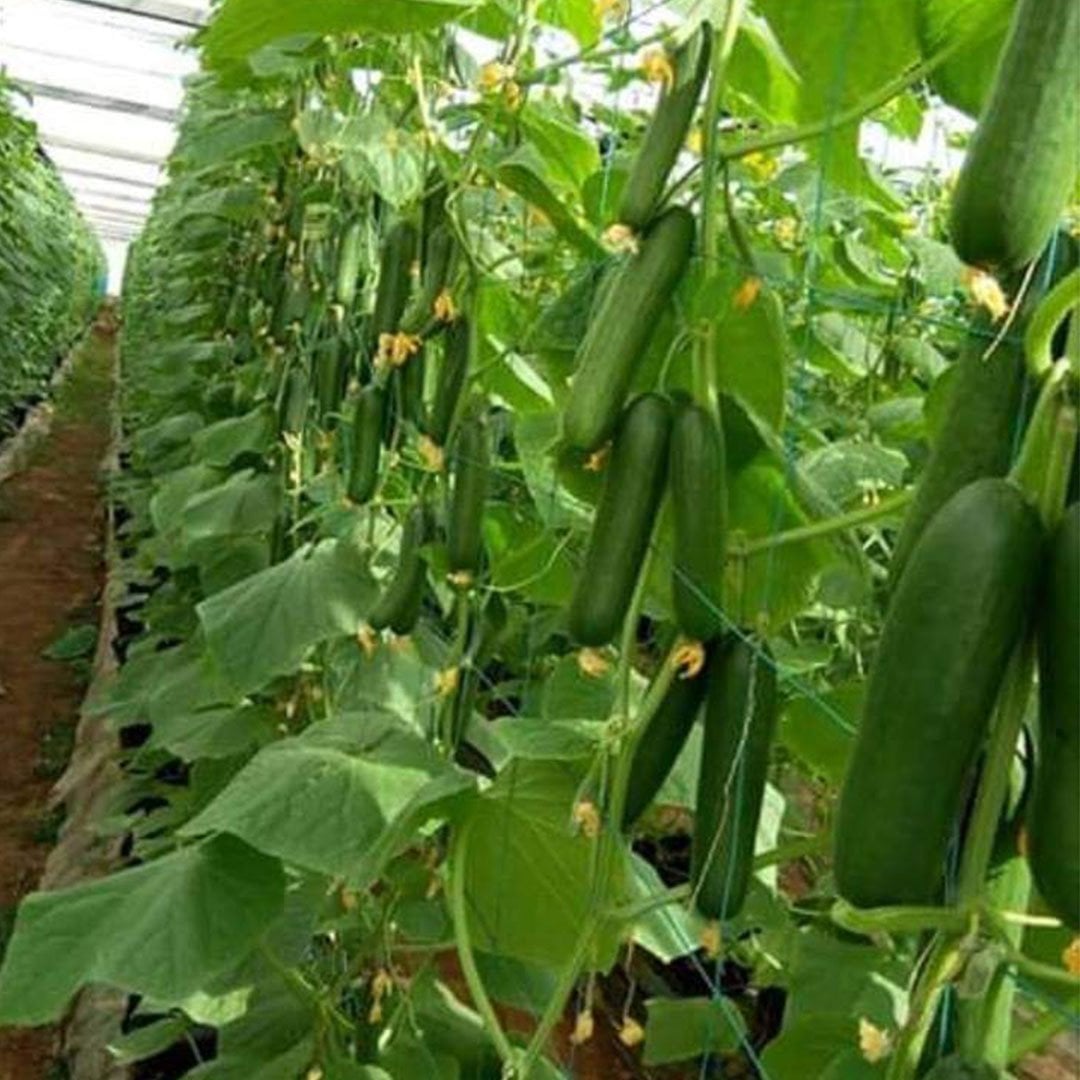 Y 225 F1 Sırık Hıyar Tohumu 500 Adet