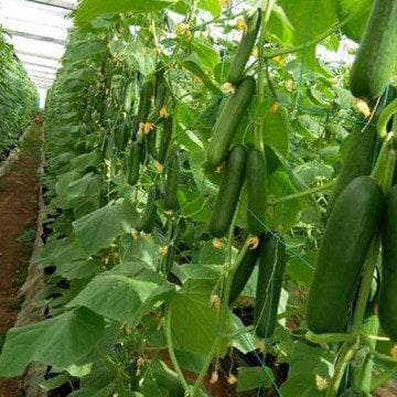 Y 225 F1 Sırık Hıyar Tohumu 500 Adet