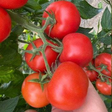 Taykan F1 Güzlük Tek Sezon Domates Tohumu
