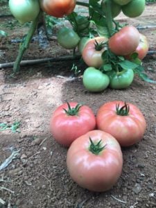 Pembesultan F1 Pembe Domates Tohumu