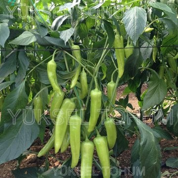 Yalçın F1 Çarliston Biber Fidesi