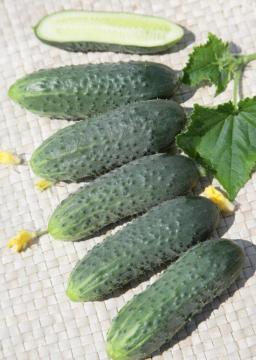 AZ 75 F1 Turşuluk Kornişon Hıyar Tohumu 2500 Adet