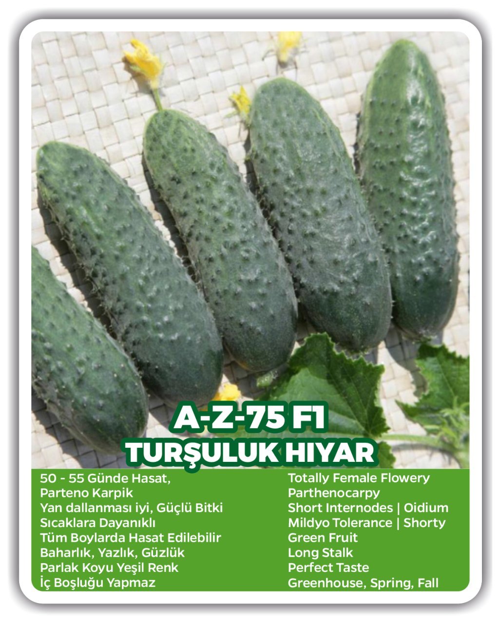 AZ 75 F1 Turşuluk Kornişon Hıyar Tohumu 2500 Adet