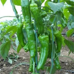 Üçburun F1 Üçburun Biber Fidesi