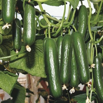 Amisos F1 Hıyar Tohumu 500 Adet