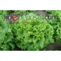 Gentilina Kıvırcık Marul Tohumu 50 Gram