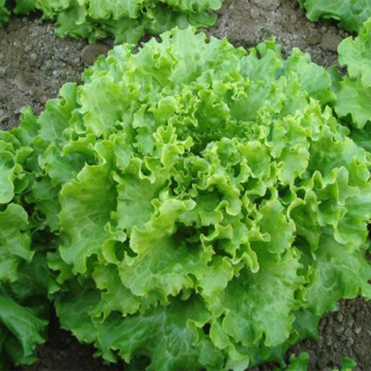 Gentilina Kıvırcık Marul Tohumu 50 Gram