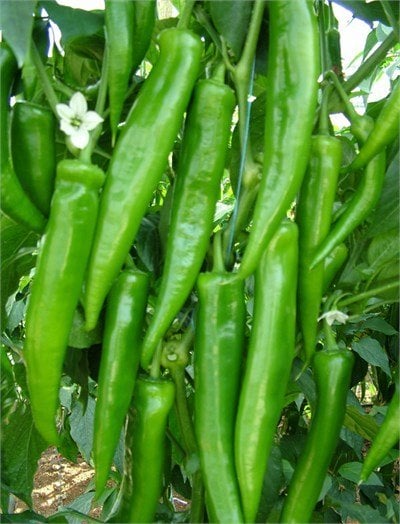 Murat F1 Acı Sivri Biber Fidesi