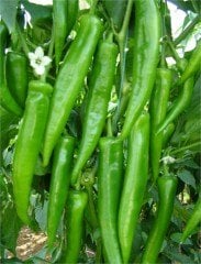 Murat F1 Acı Sivri Biber Fidesi