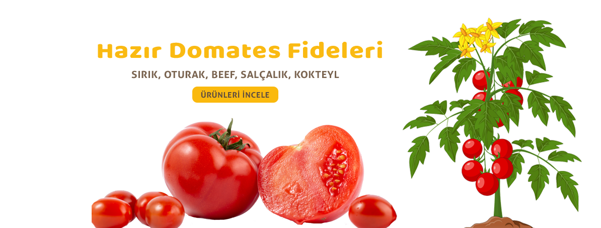 Domates Fideleri