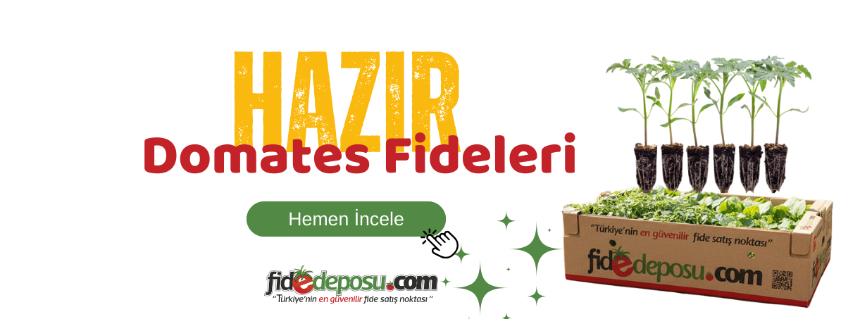 Domates Fideleri