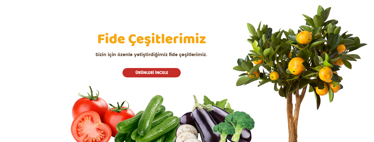 Hazır Fideler